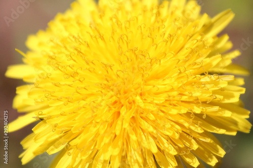 Dandelion closeup on a sunny day. Yellow flower background..