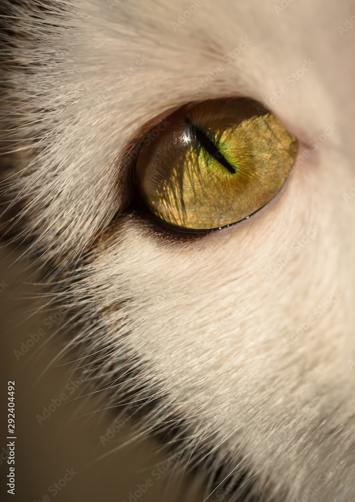 Close up of an green eye of a white cat