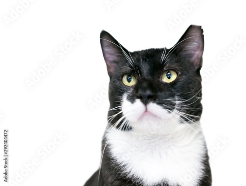 A black and white Tuxedo cat with its left ear tipped, indicating that is has been spayed or neutered and vaccinated as part of a Trap Neuter Return program