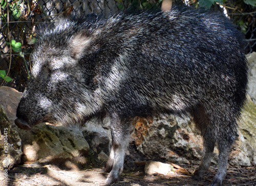 The Chacoan peccary or tagua (Catagonus wagneri) is the last extant species of the genus Catagonus