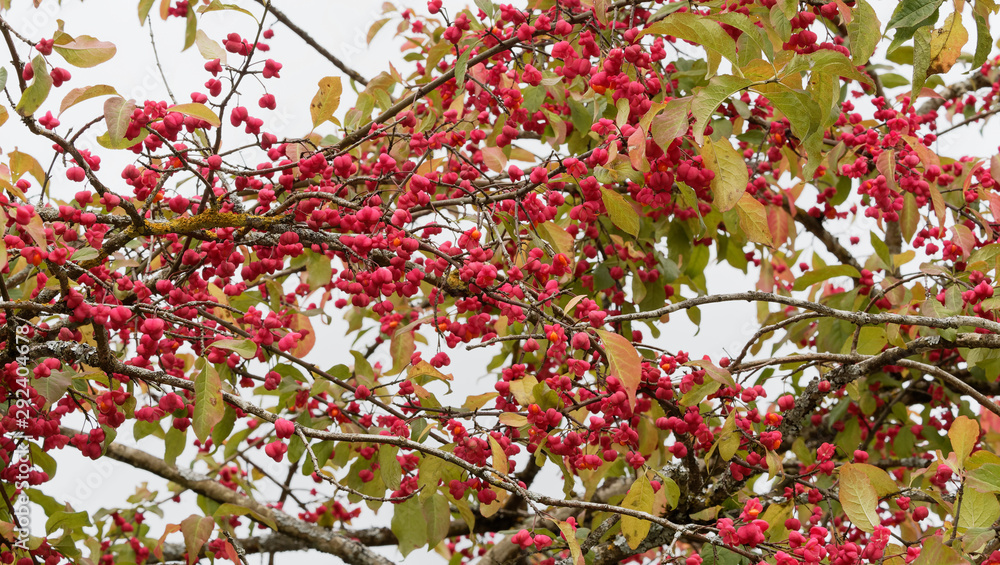 (Euonymus europaeus) Fusain d'Europe aux fruits en forme de capsules rose vif, graines orange et feuillage vert et rougeâtre en automne