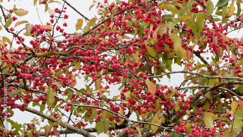  Euonymus europaeus  Fusain d Europe aux fruits en forme de capsules rose vif  graines orange et feuillage vert et rouge  tre en automne