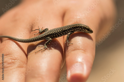 A newborn lizard crawls on the hand of a child. The sand lizard (Lacerta agilis) is a lacertid lizard.  photo