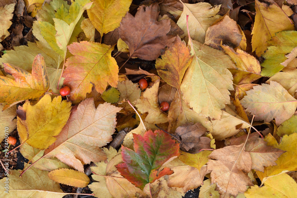 Yellow, red, brown leaves and red berries of hawthorn with some rain drops on them. Autumn nature background. Top view