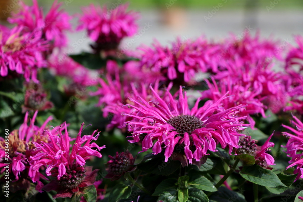 Fototapeta premium Indianernessel in einem Kräutergarten, Monarda didyma, Monarde, Goldmelisse als Heilpflanze bei Bronchitits, Husten und Wechseljahrbeschwerden, Teepflanze, Duftpflanze und Gewürz für Desserts