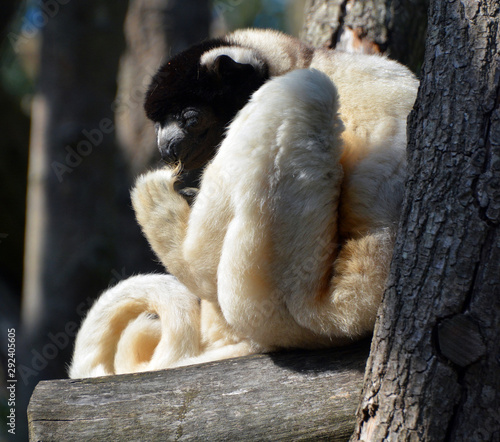 Mongoose lemur, Eulemur mongoz, a small primate, native to Madagascar and the Comoros Islands.  photo