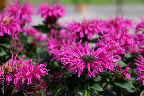 Indianernessel in einem Kr  utergarten  Monarda didyma  Monarde  Goldmelisse als Heilpflanze bei Bronchitits  Husten und Wechseljahrbeschwerden  Teepflanze  Duftpflanze und Gew  rz f  r Desserts