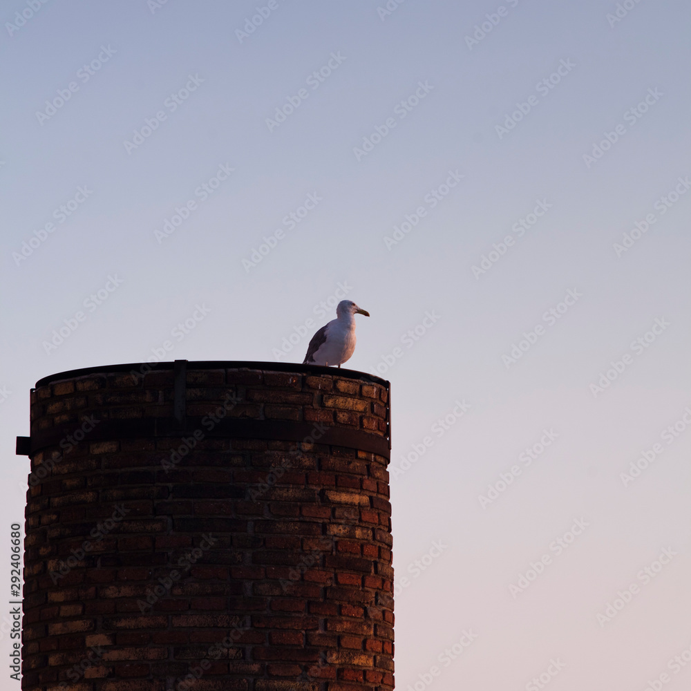 Una gaviota puesta sobre una chimenea. Una gaviota puesta sobre una chimenea.