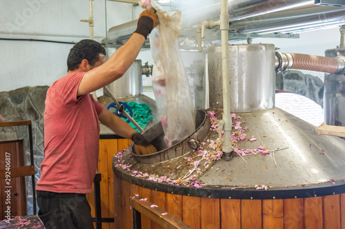 Distillery of rose oil. Man is emptying transparent sack with pink rosa damascena for distilling roses for oil.
