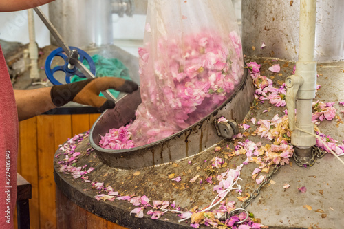 Distillery of rose oil. Man is emptying transparent sack with pink rosa damascena for distilling roses for oil.