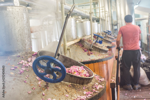Distillery of rose oil. Man works, all around transparent sack with pink rosa damascena for distilling roses for oil.