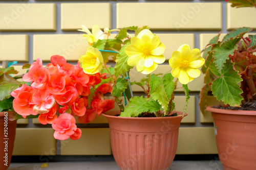 Flowers yellow dahlias and red begonias in pots against the background of a brick wall.