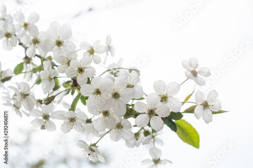 Flowering branches of cherry in spring
