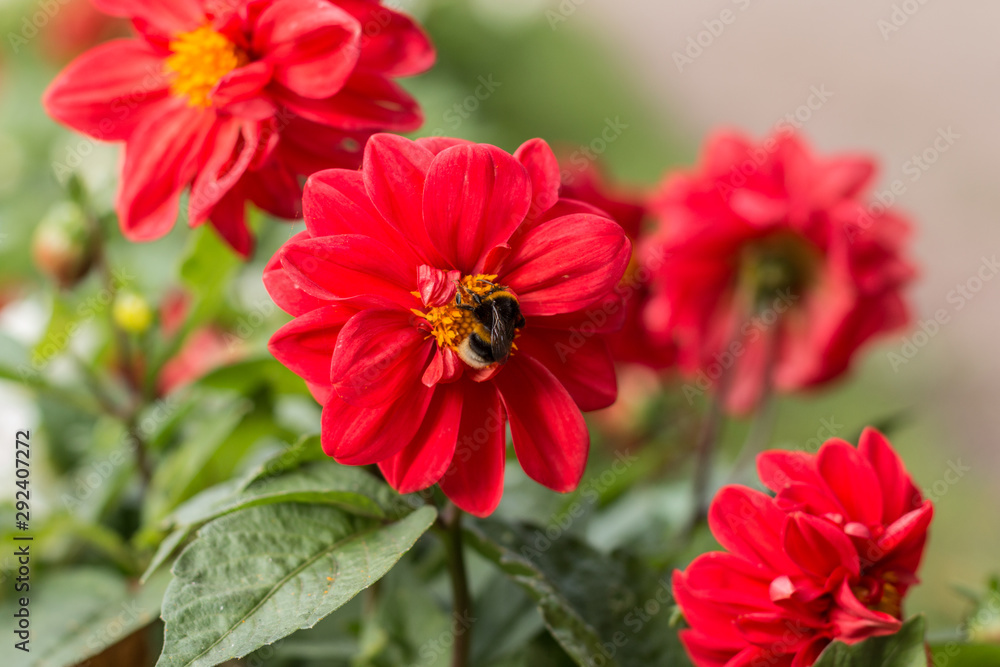 Bumblebee produces pollen on a large red flower Bumblebee produces pollen on a large red flower