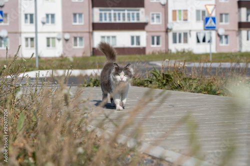 Domestic cat walking on the street, close up