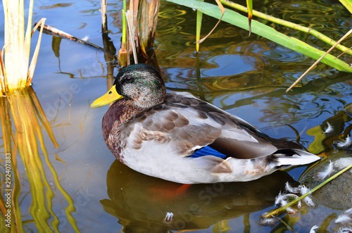 The mallard is a dabbling duck that the male birds (drakes) have a glossy green head and are grey on wings and belly while the females (hens or ducks) have mainly brown-speckled plumage.  photo