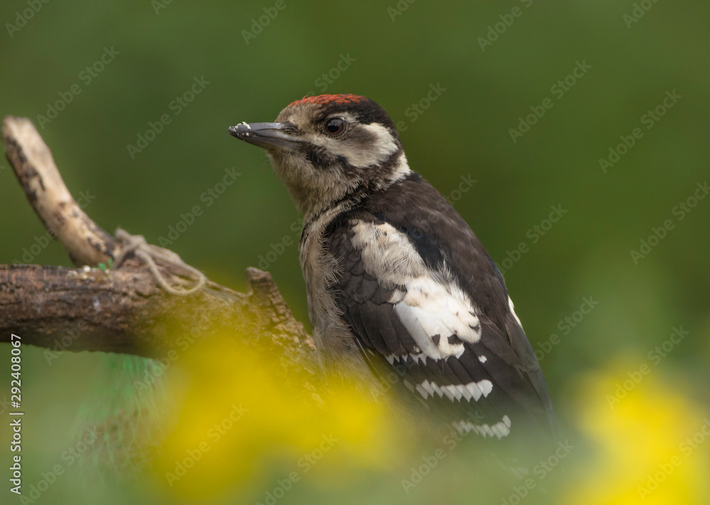 Obraz premium Buntspecht