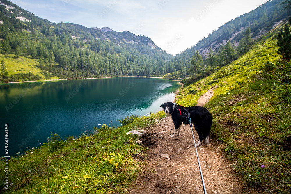 Dog on a hike by lake Steirersee in Austrian Alps near Tauplitzalm, Bad Mitterndorf village