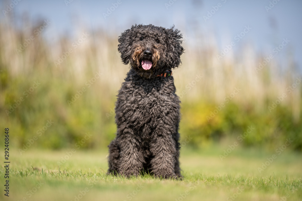 Portrait of a happy dog Portrait of a happy dog