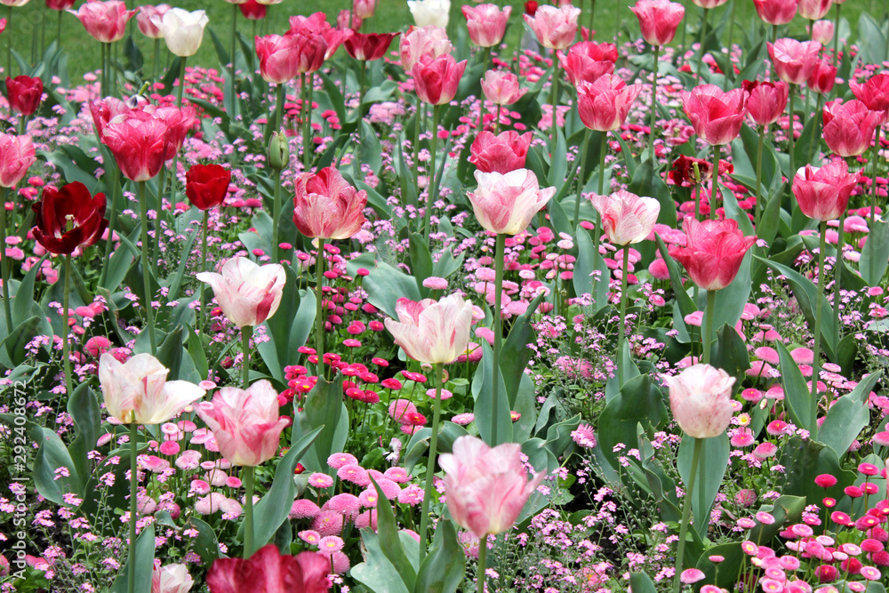 field of red and pink tulips in spring
