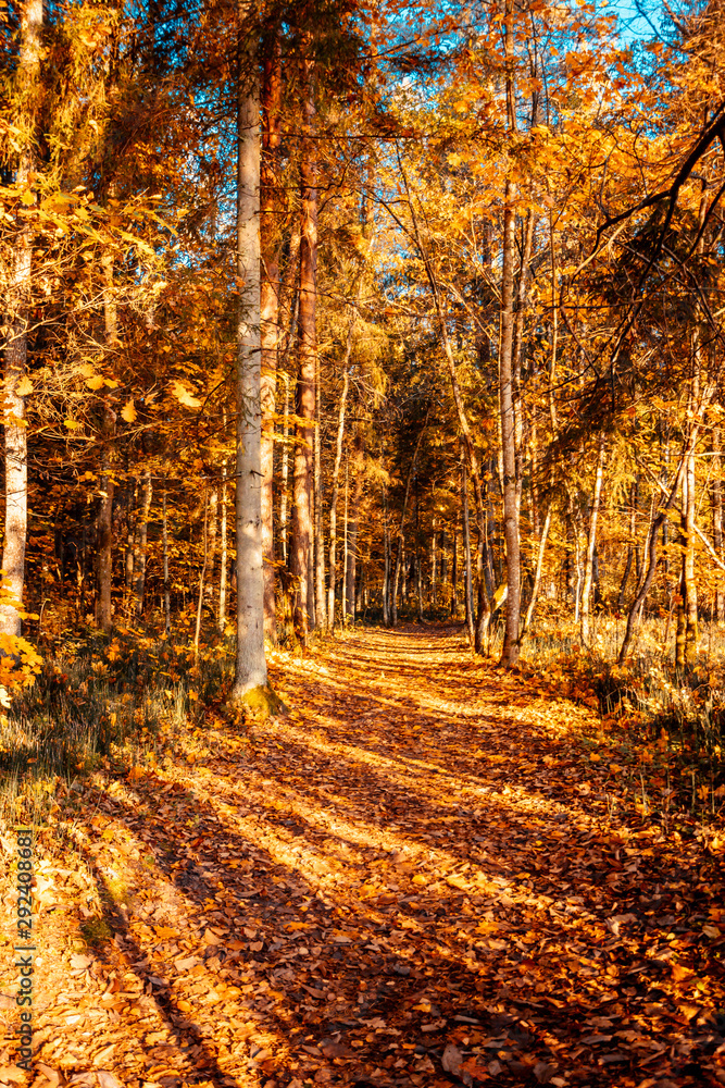 Obraz premium Riverside in autumn colors , Vivid morning in colorful forest with sun on trees. Scenery of nature with sunlight, autumn forest.