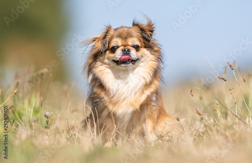 Portrait of a happy dog photo