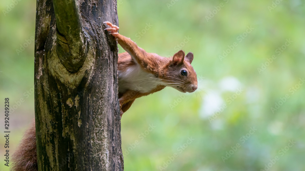 Curious Eurasian red squirrel (Sciurus vulgaris) on a branch in the forest of Tessenderlo, Belgium. Green background.