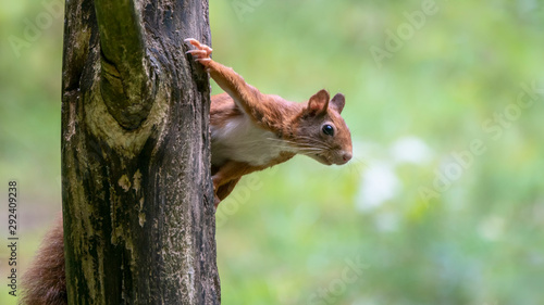 Curious Eurasian red squirrel (Sciurus vulgaris) on a branch in the forest of Tessenderlo, Belgium. Green background.