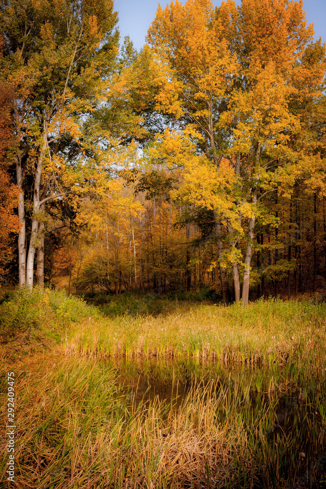 Obraz premium Forest lake on the background of the autumn forest