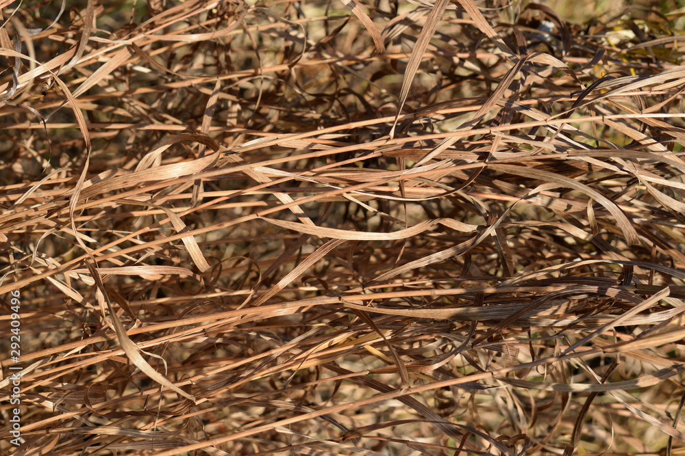 Dry laid grass texture. Autumn sedge background Dry laid grass texture. Autumn sedge background
