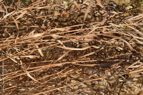 Dry laid grass texture. Autumn sedge background