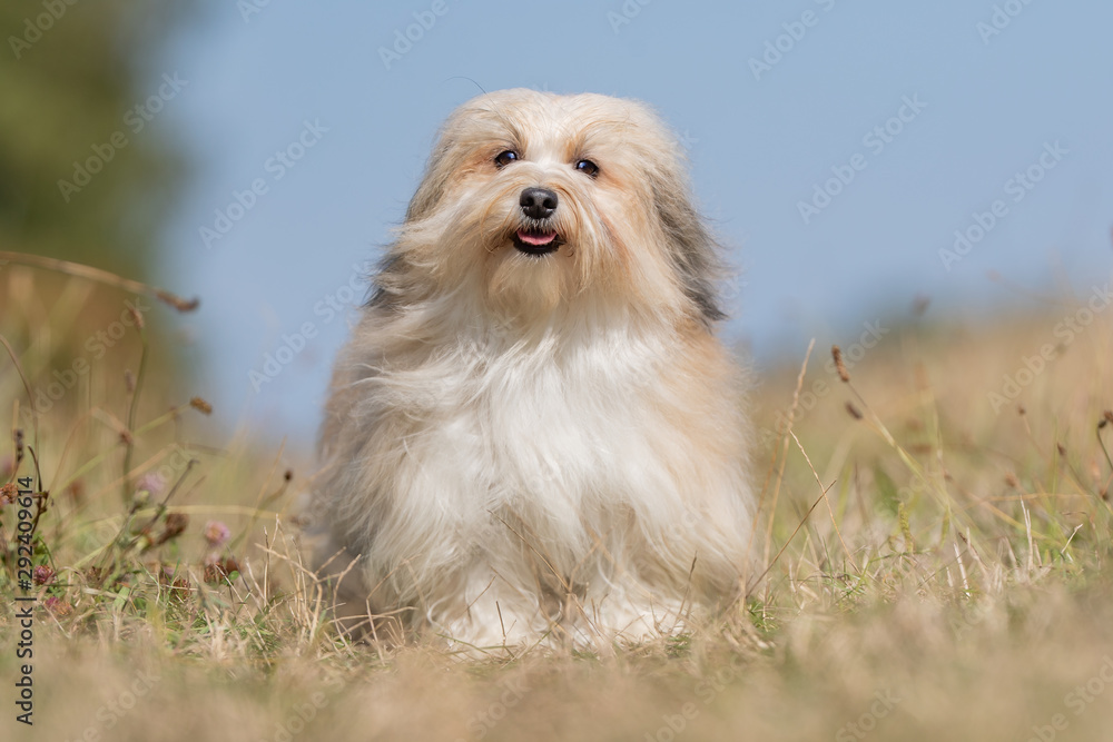 Portrait of a happy dog Portrait of a happy dog