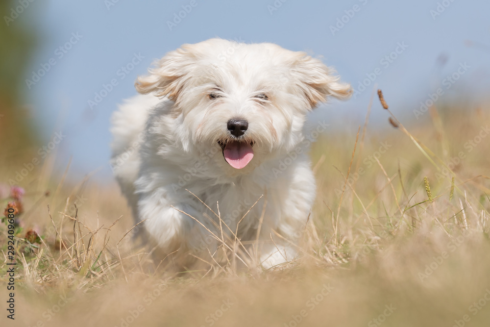 Portrait of a happy dog Portrait of a happy dog