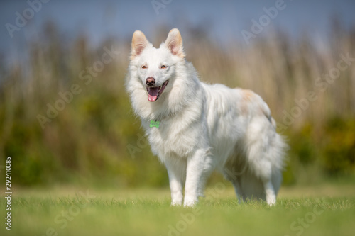 Portrait of a happy dog