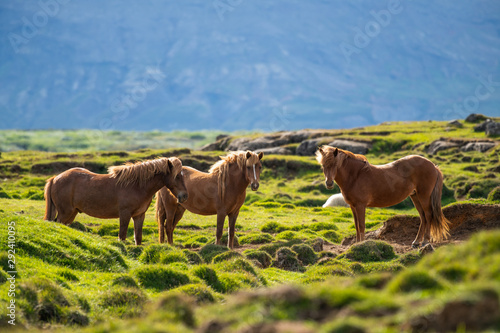  beautiful brown icelandic horses on grazing