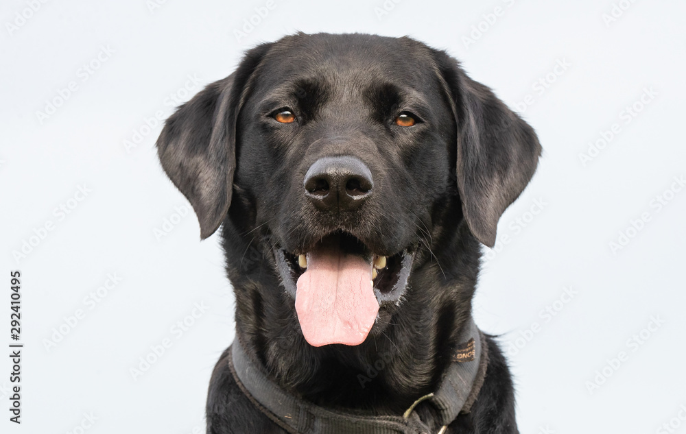 Portrait of a happy dog