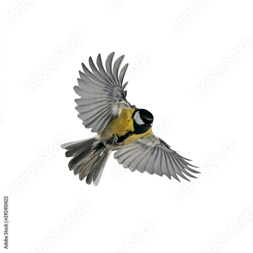 one small bird tit with large wings and spread feathers flying on white isolated background © nataba