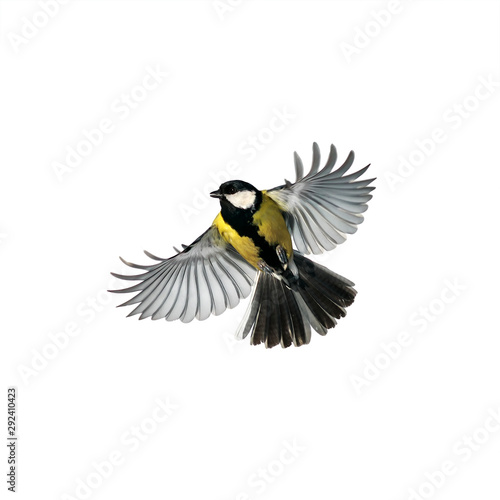small beautiful bird tit flies wide spreading wings and feathers on white isolated background © nataba