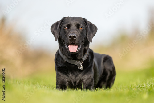 Portrait of a happy dog