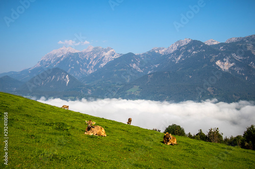 Cows on a pasture in Schladming-Dachstein region, Austrian Alps