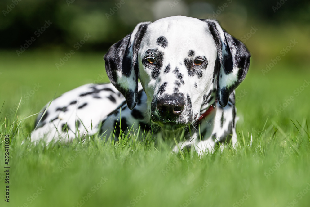 Portrait of a dog