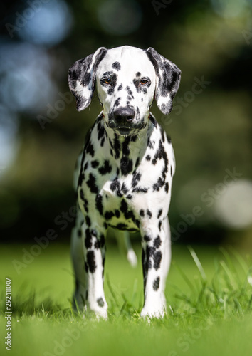 Wallpaper Mural Portrait of a dog Torontodigital.ca