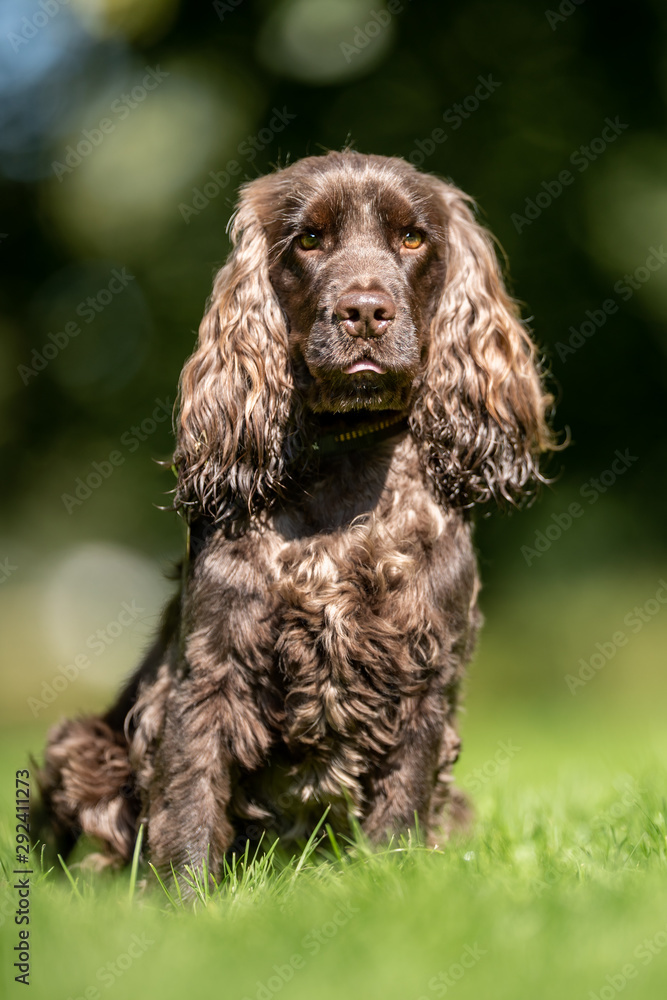Portrait of a dog Portrait of a dog