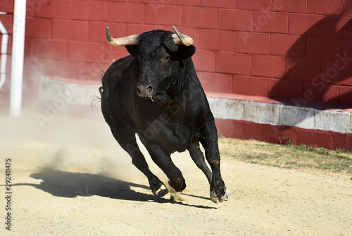 toro bravo español