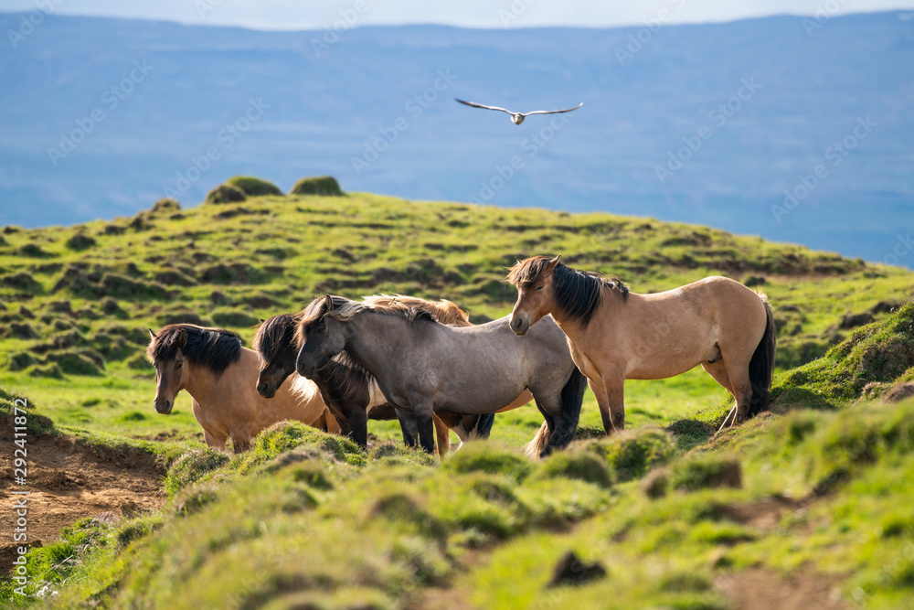 Scenery icelandic landscape  with horses and bird flying above