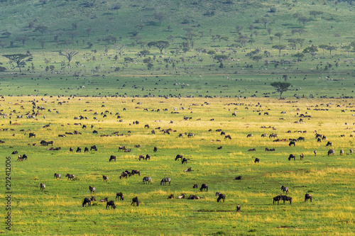 Scenery landscape of Serengeti national park full of animals