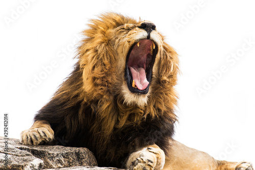 Yawning / Roaring lion against white background