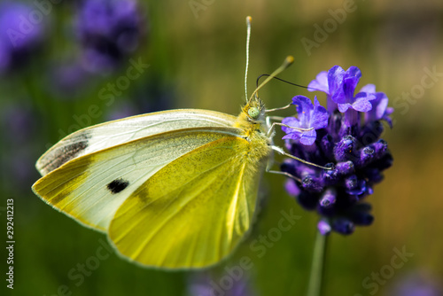 Schmetterling Natur