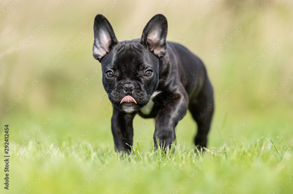 Portrait of a dog