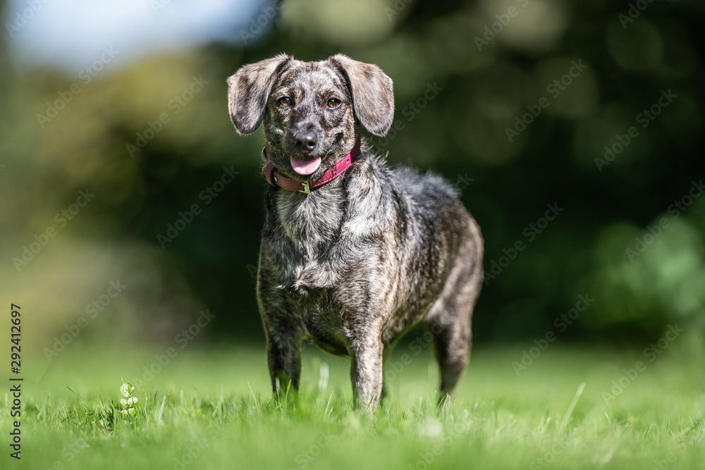 Portrait of a dog Portrait of a dog